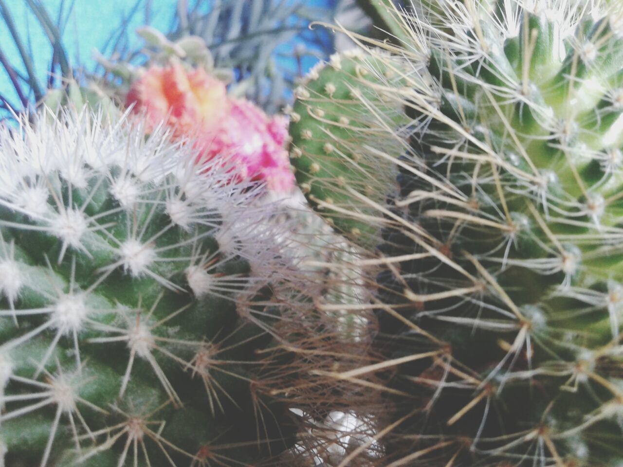 flower, growth, fragility, close-up, freshness, plant, beauty in nature, nature, flower head, focus on foreground, petal, thorn, blooming, botany, softness, spiked, selective focus, outdoors, in bloom, day