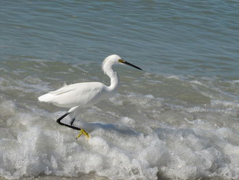 High angle view of bird on beach
