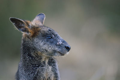 Portrait of a swamp wallaby kangaroo