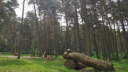 Trees in forest