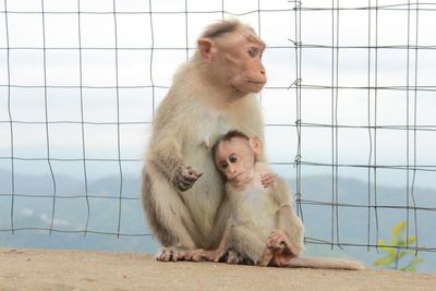 Monkey with infant by fence against sky