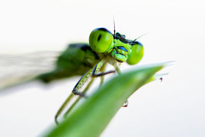 Close-up of insect on leaf