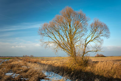 Bare tree on field against sky