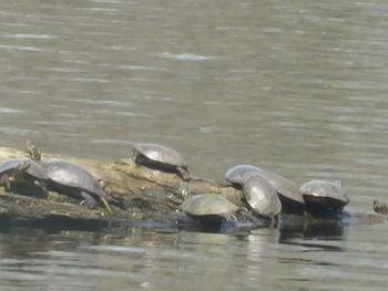 Ducks swimming in lake