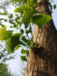 Close-up of leaves on tree trunk