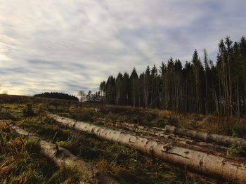 Scenic view of trees growing on field against sky