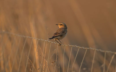 Close-up of bird perching on a fence