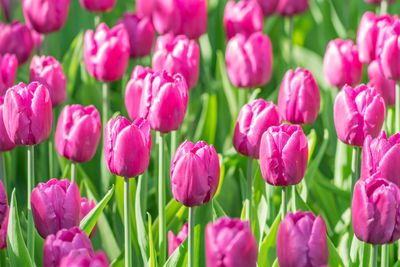 Close up of blooming multicoclored tulips in city park outdoors