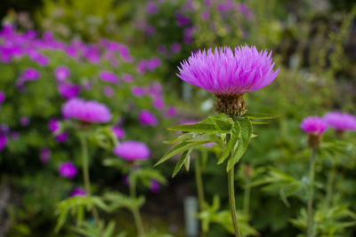 Close-up of bee on thistle blooming outdoors