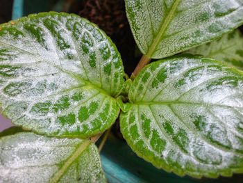 Close-up of fresh green leaves of episcia cupreata
