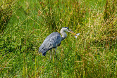 High angle view of gray heron on grass