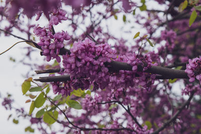 Close-up of cherry blossoms on tree