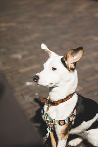 Dog looking away