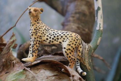 Close-up of a cat on tree