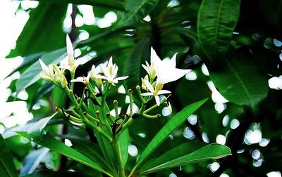 Close-up of plants