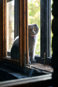 Portrait of a cat sitting on window