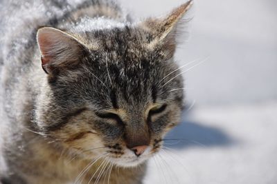 Close-up of a cat