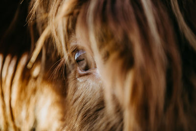 Close-up of a scottish highland cattle eye