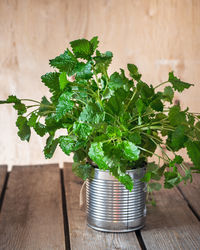 Close-up of potted plant on table