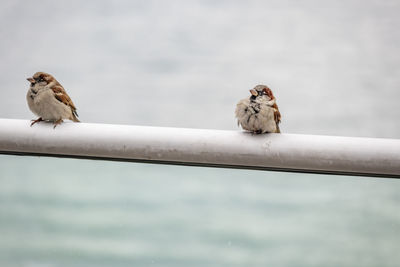 Sparrows on handrail