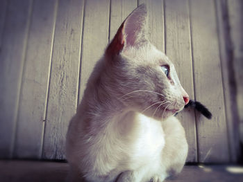 Close-up of a cat looking away