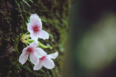 Close-up of pink cherry blossoms