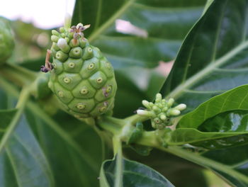 Close-up of berries growing on plant