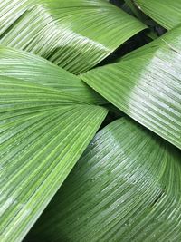 Full frame shot of palm leaf