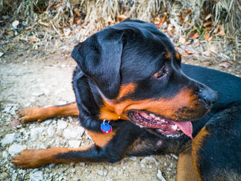 Close-up of a dog looking away