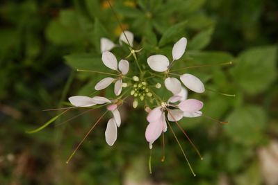 Close-up of white flowering plant