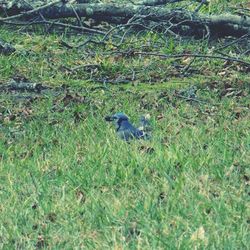 Animal in the field