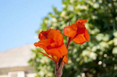 Close-up of orange rose flower