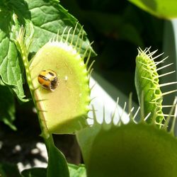 Close-up of insect on leaf