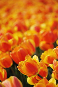 Close-up of orange flowering plant