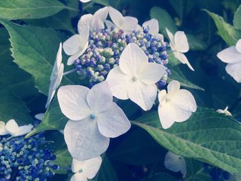 Close-up of hydrangea blooming outdoors