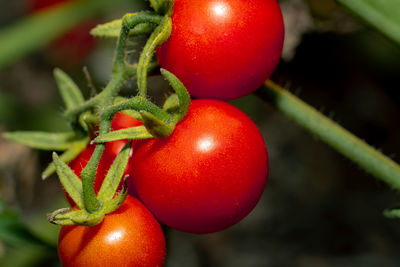 Close-up of strawberries