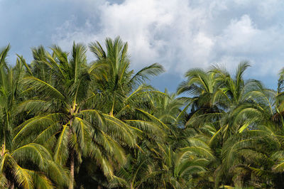 Coconut palm trees on field against sky