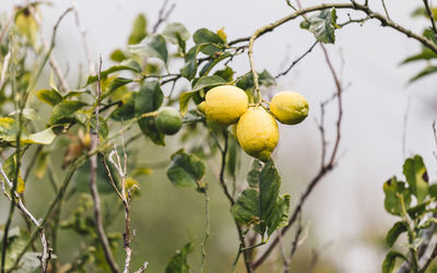 Close-up of fruits growing on tree