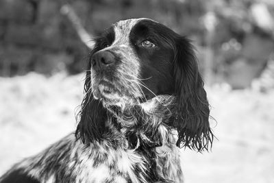 Close-up of dog