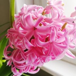 Close-up of pink flowers