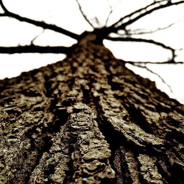 textured, tree, low angle view, close-up, rough, tree trunk, focus on foreground, branch, nature, bark, selective focus, outdoors, natural pattern, day, sky, no people, wood - material, pattern, plant bark, brown