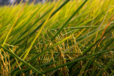 Close-up of fresh green plants in field