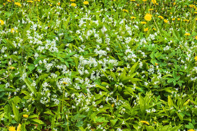 Full frame shot of flowering plants