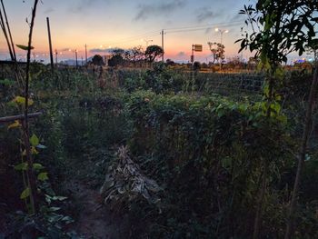 Plants against sky during sunset
