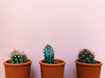 Close-up of potted plants against wall