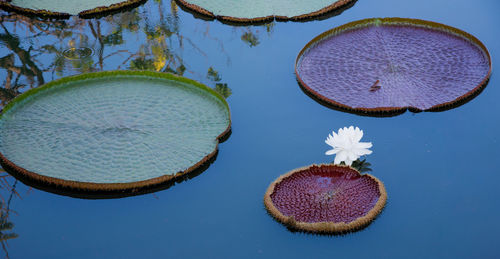 High angle view of water lily and leaves in lake