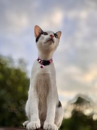 View of a cat looking away against sky