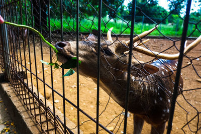 Horse in cage at zoo