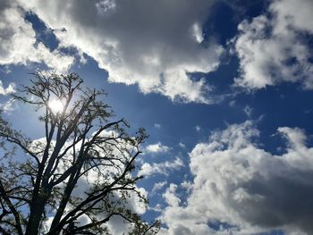 Low angle view of tree against sky