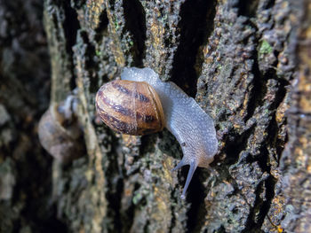 Close-up of snail on tree trunk